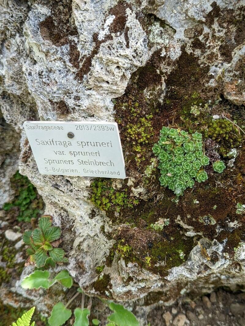 Saxifraga spruneri other