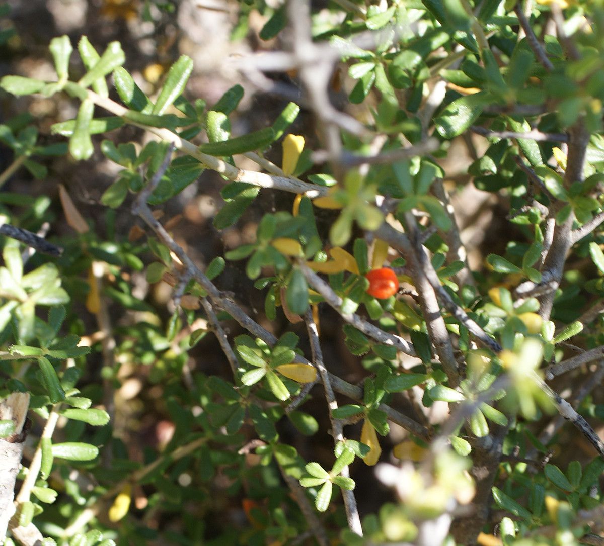 Daphne rodriguezii leaf