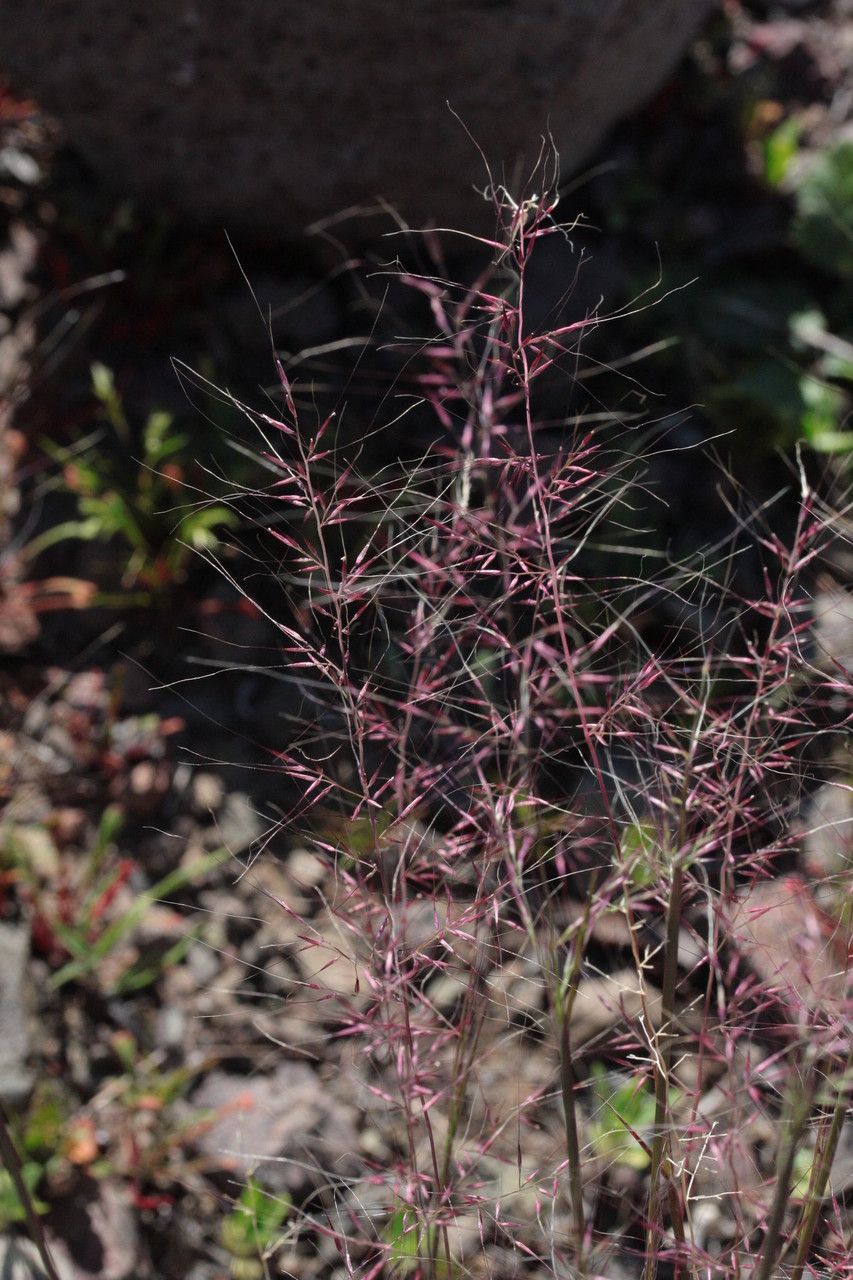 Muhlenbergia microsperma — search result for 'Central to southwestern United States'