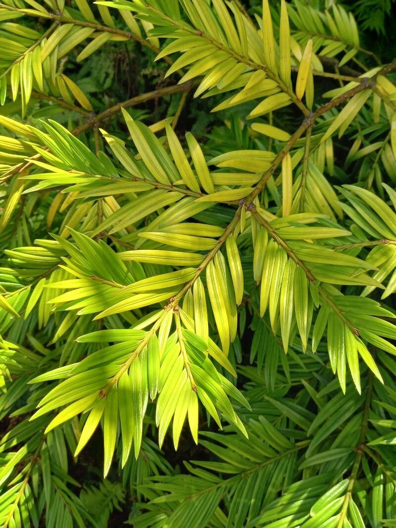 Amentotaxus argotaenia leaf