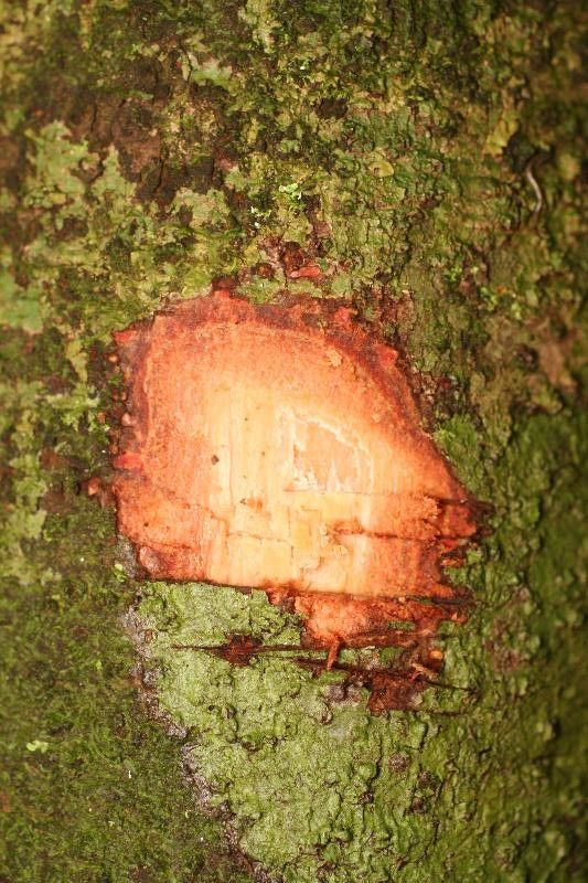 Matayba stenodictya other