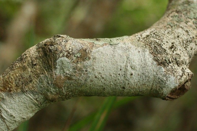 Homalium paniculatum bark