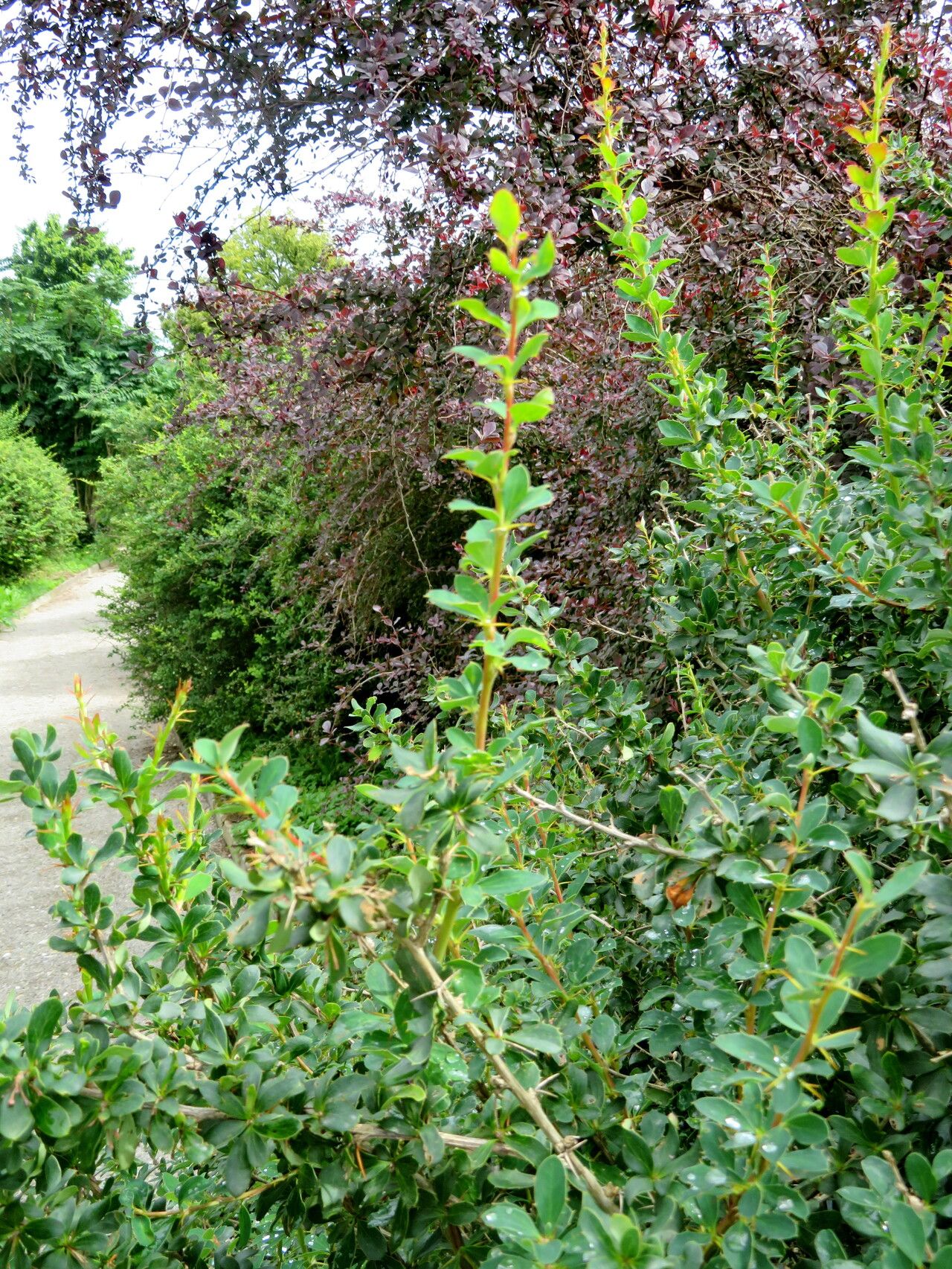 Berberis fendleri leaf