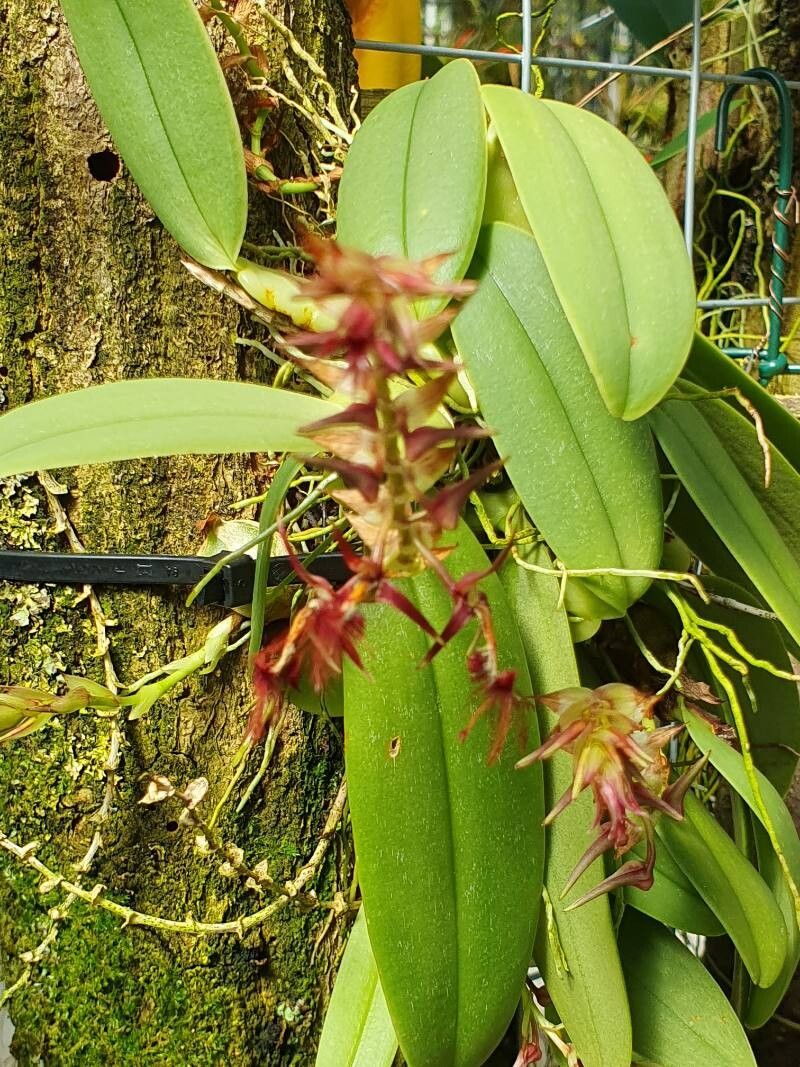 Bulbophyllum barbigerum flower