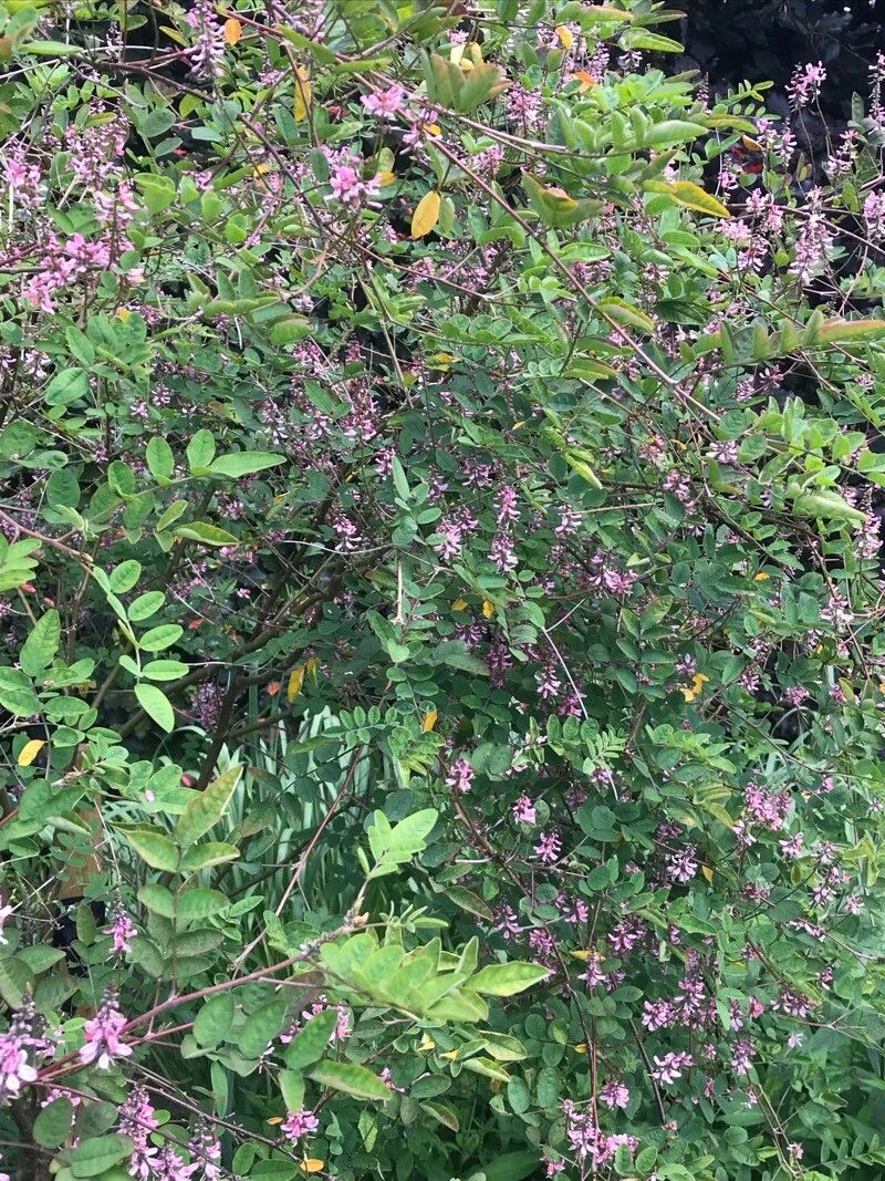 Indigofera amblyantha
