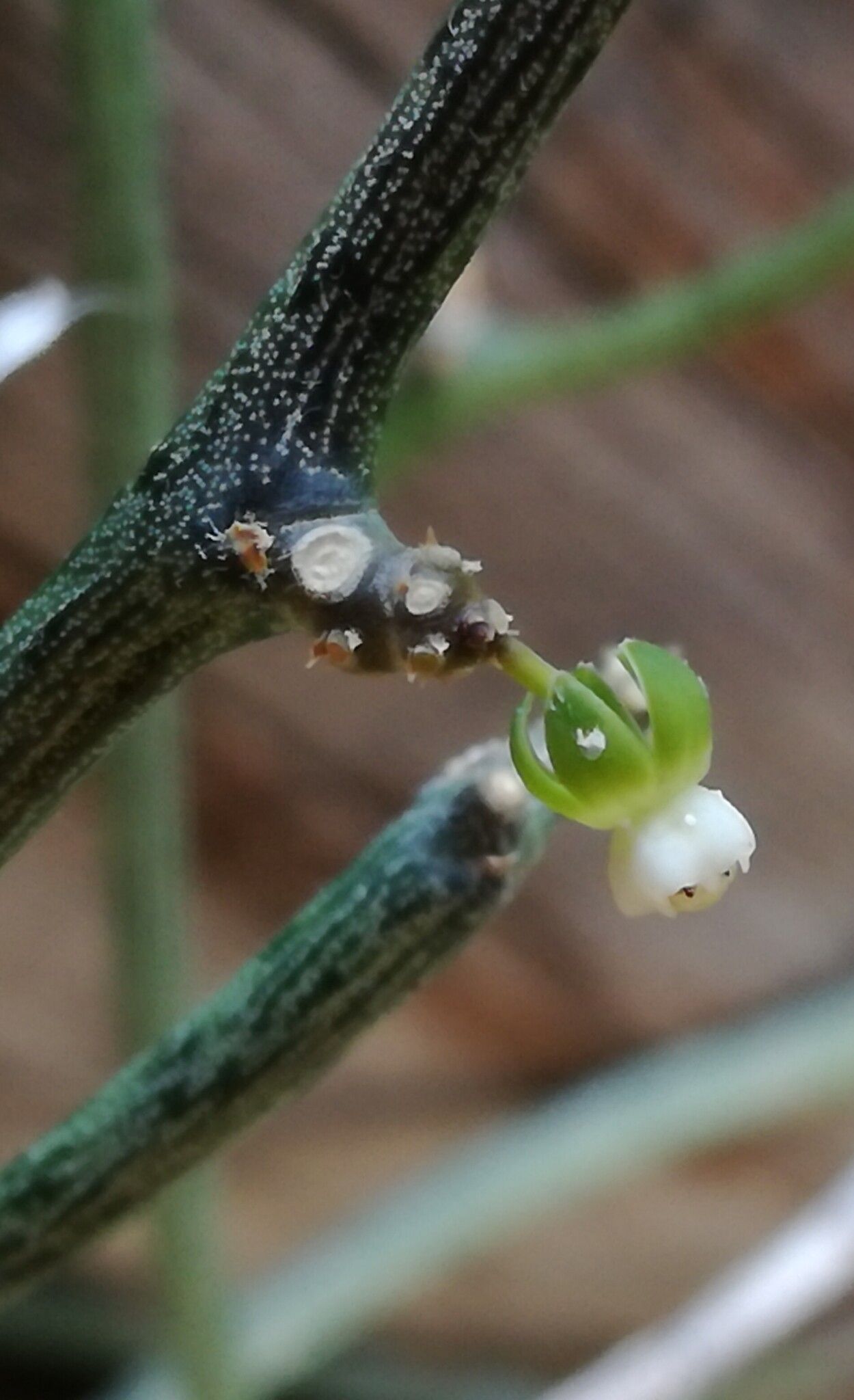 Cynanchum gerrardi bark