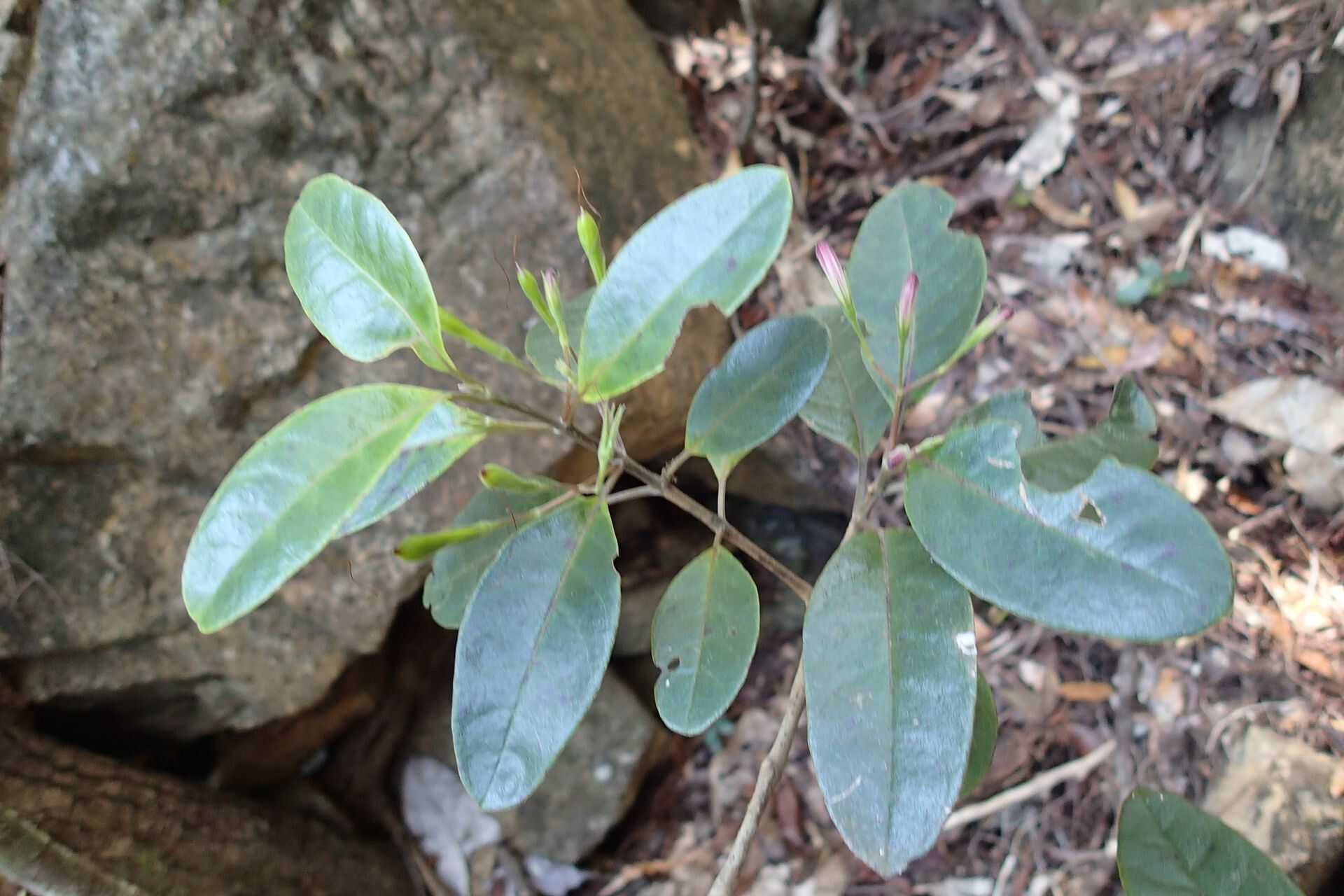 Graptophyllum ophiolithicum habit