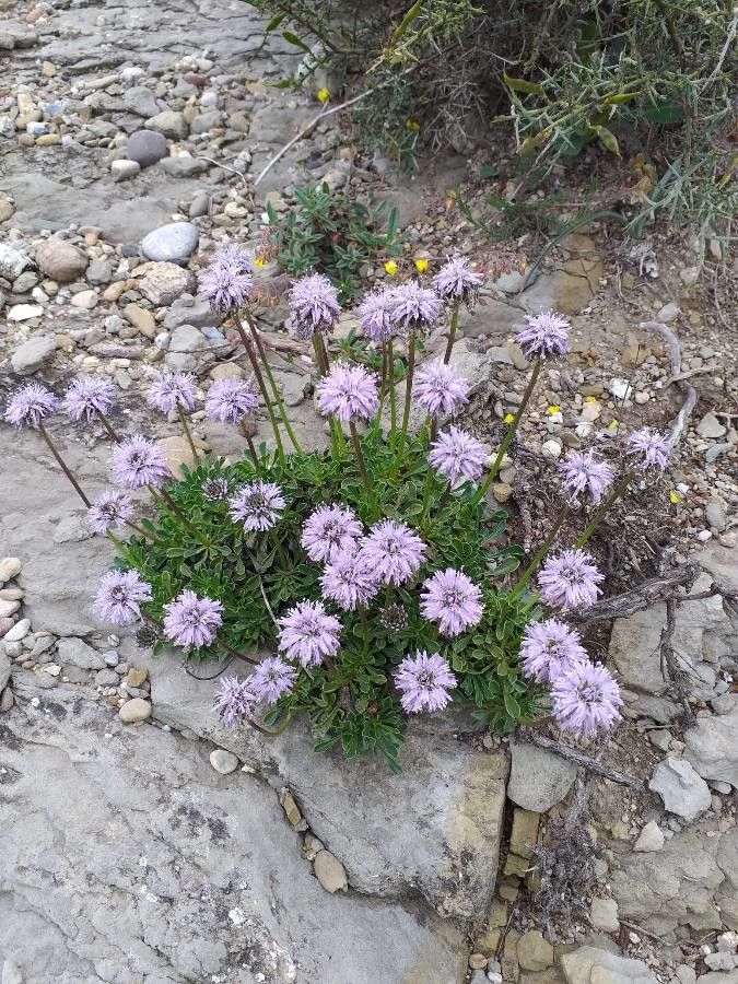 Globularia cordifolia flower