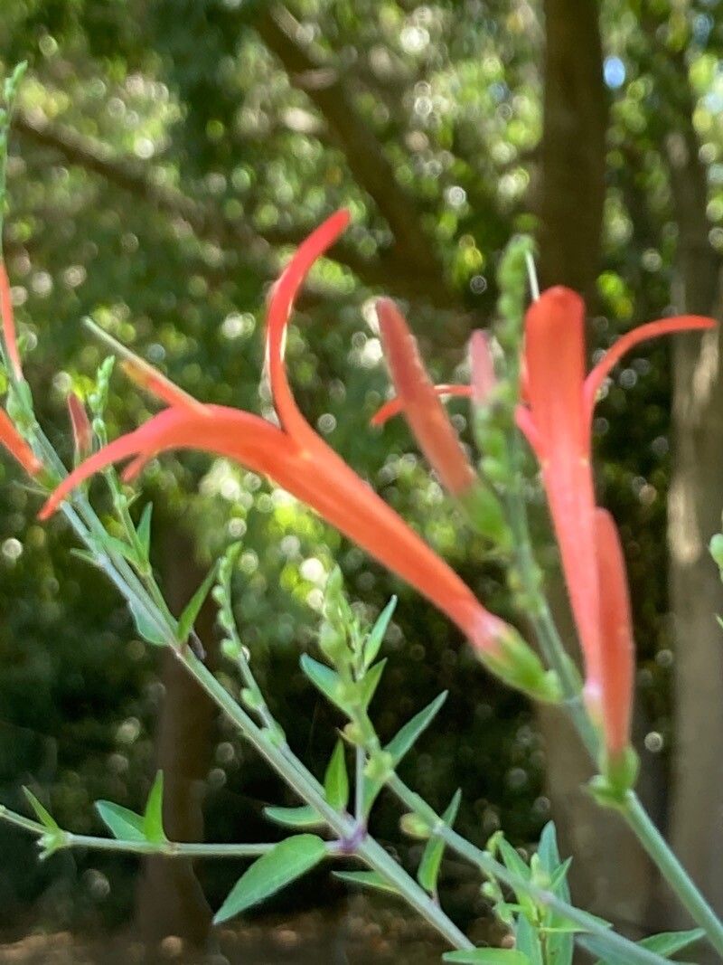 Anisacanthus quadrifidus flower