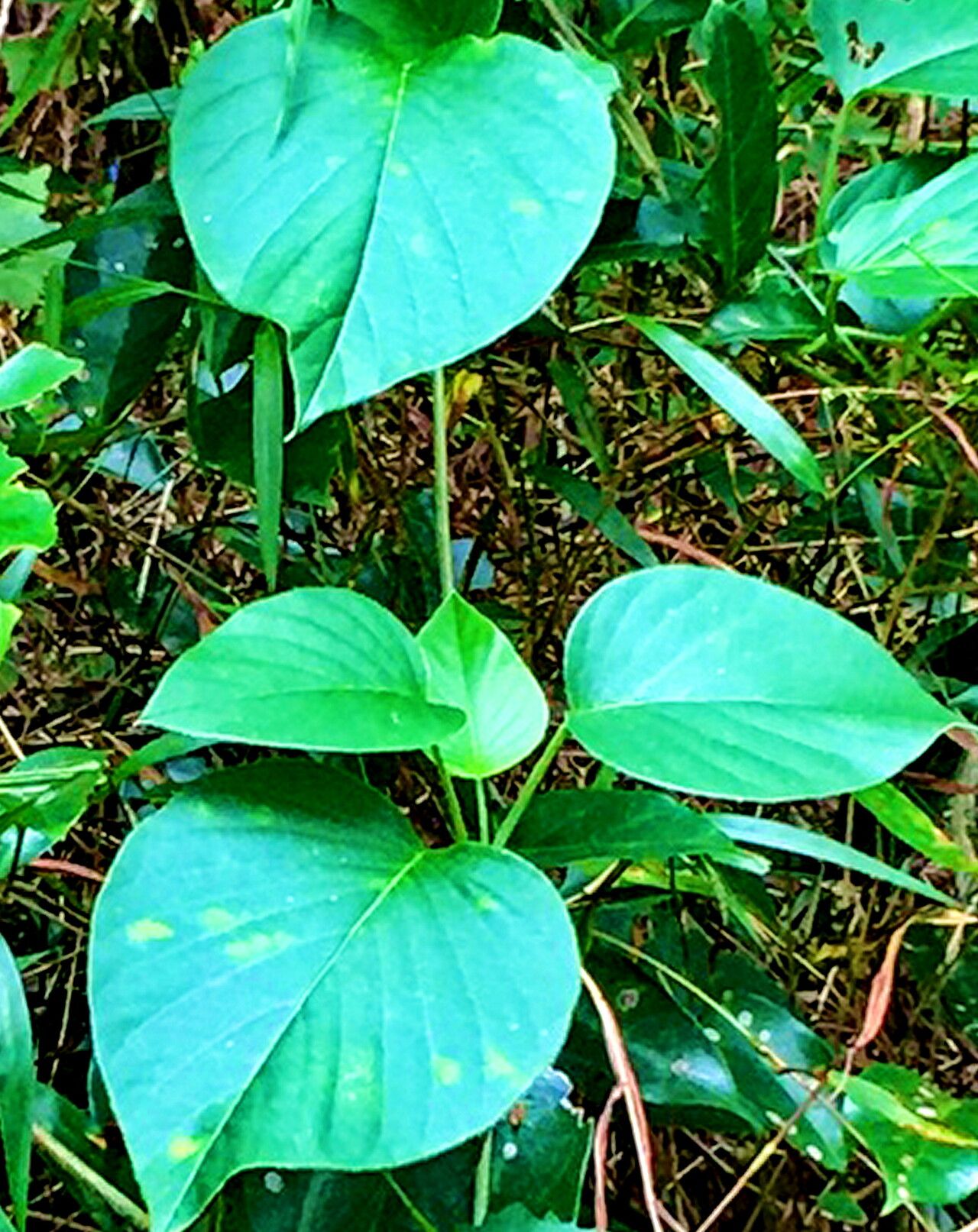 Argyreia formosana — search result for 'Argyreia'