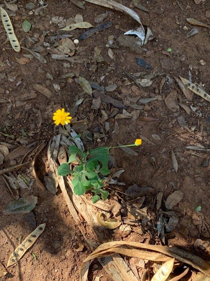 Emilia discifolia flower