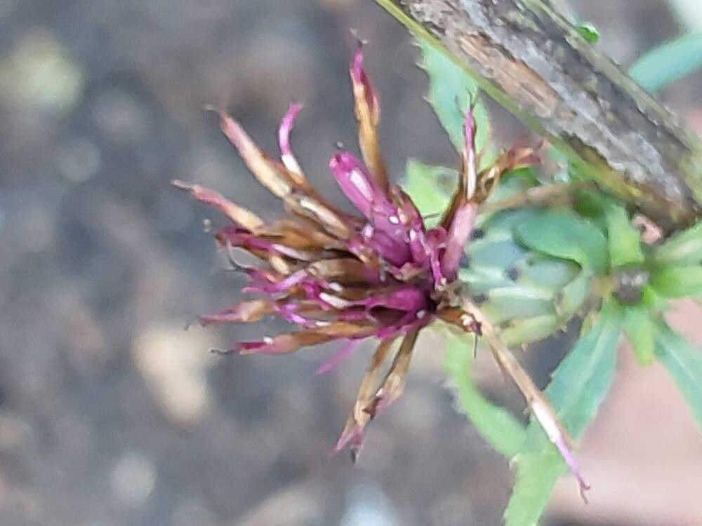 Jurinea alata flower