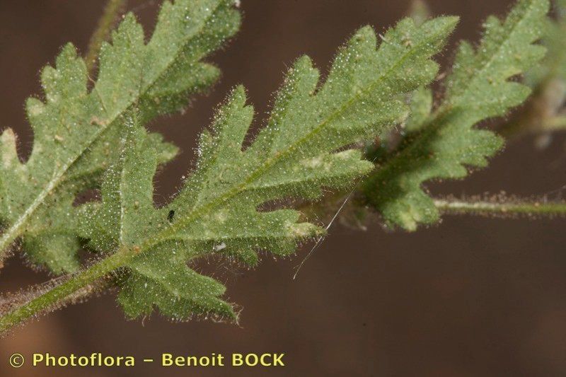 Erodium neuradifolium — search result for 'Erodium'