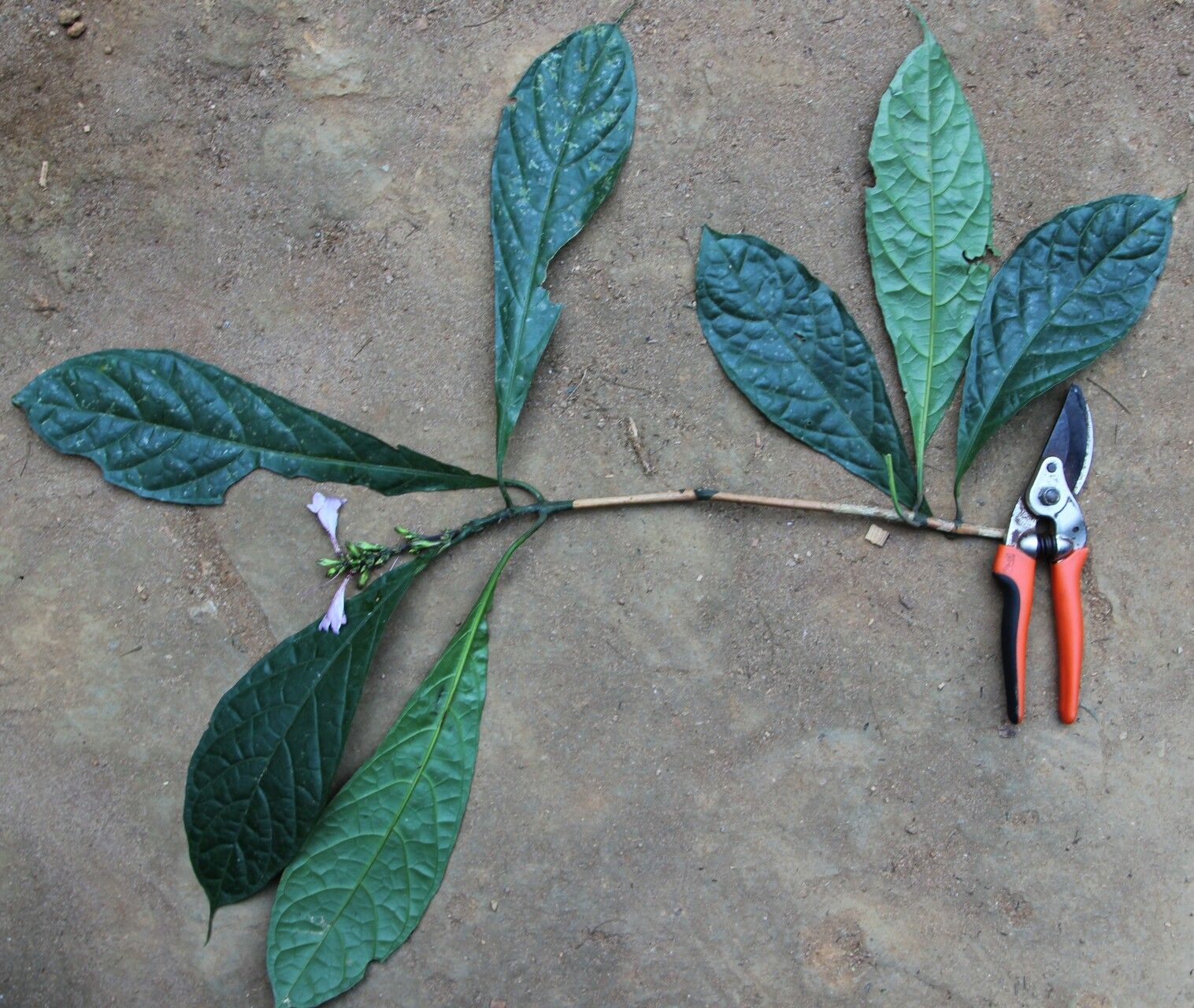 Asystasia macrophylla habit