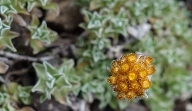 Helichrysum dasycephalum — search result for 'Helichrysum'