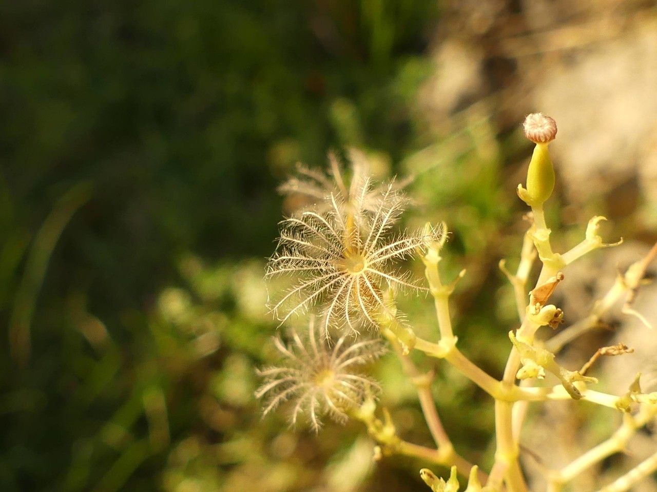 Centranthus lecoqii fruit