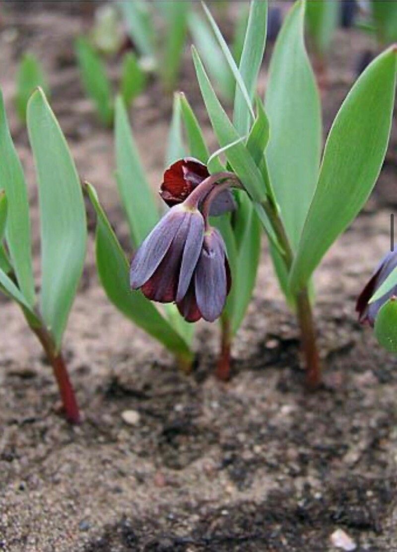 Fritillaria armena flower
