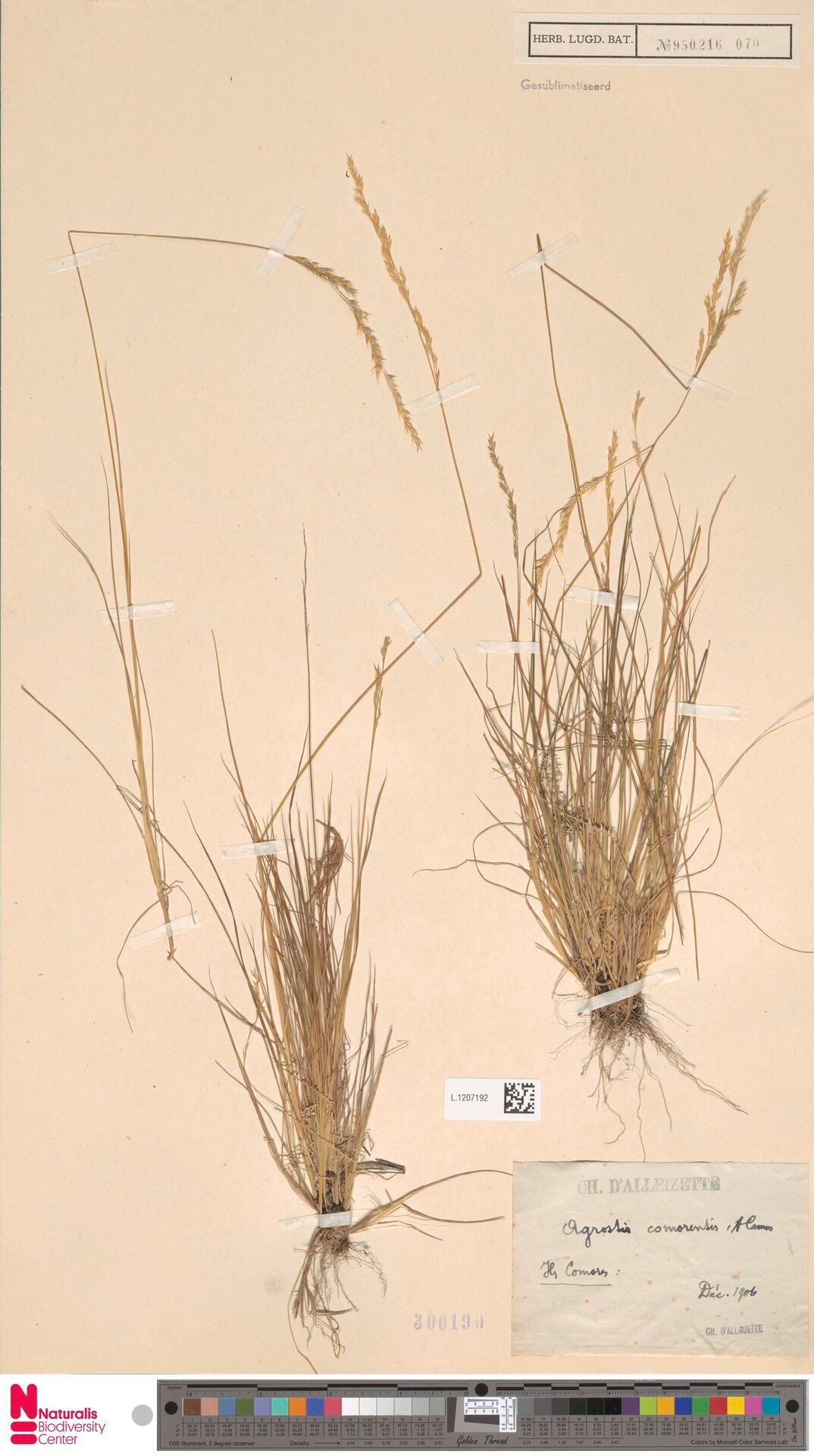 Agrostis comorensis — houseplant care guide