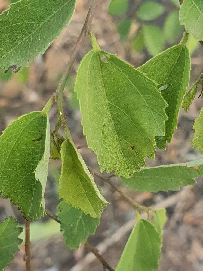 Grewia trichocarpa leaf