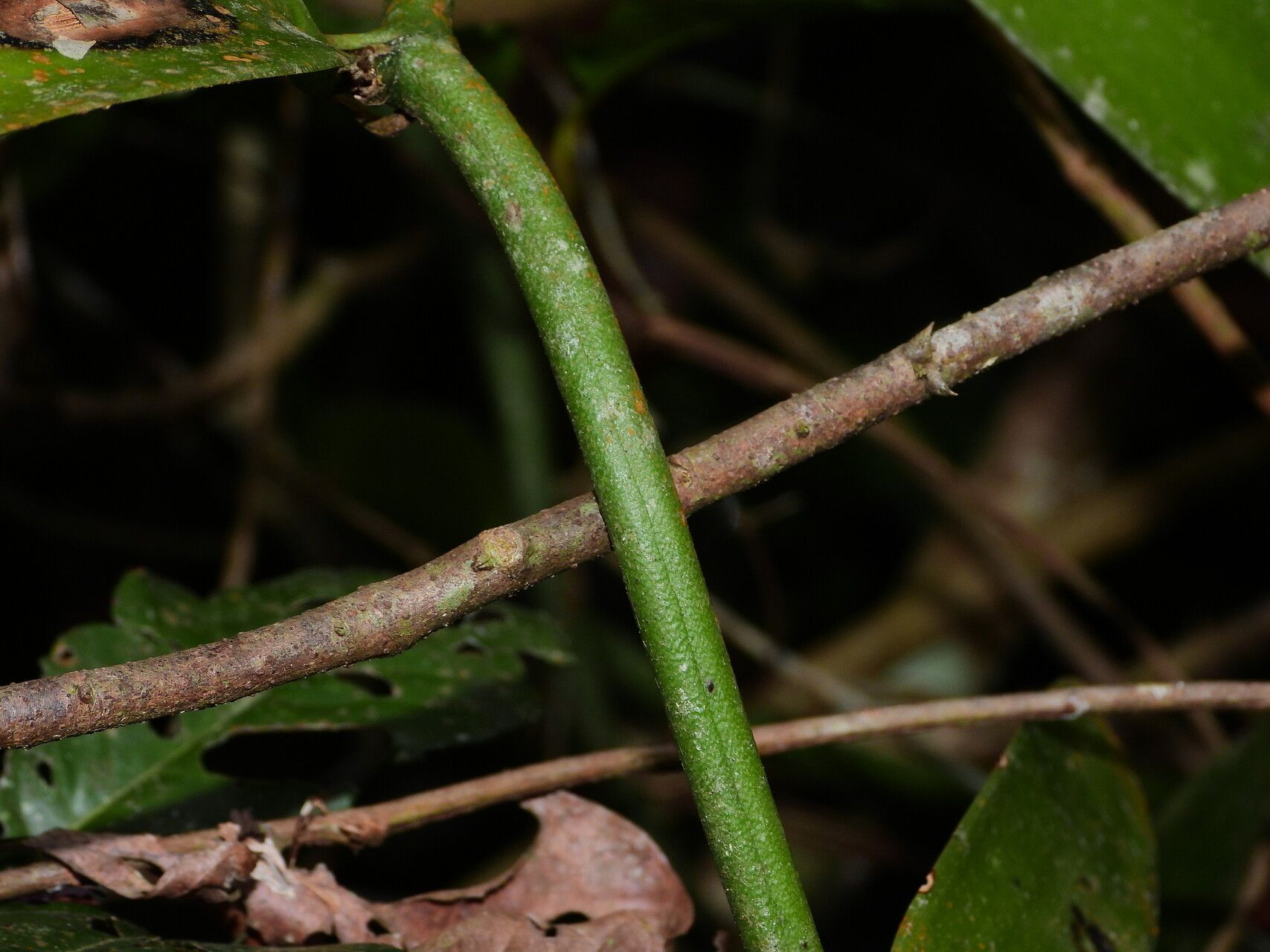 Vanilla marowynensis bark