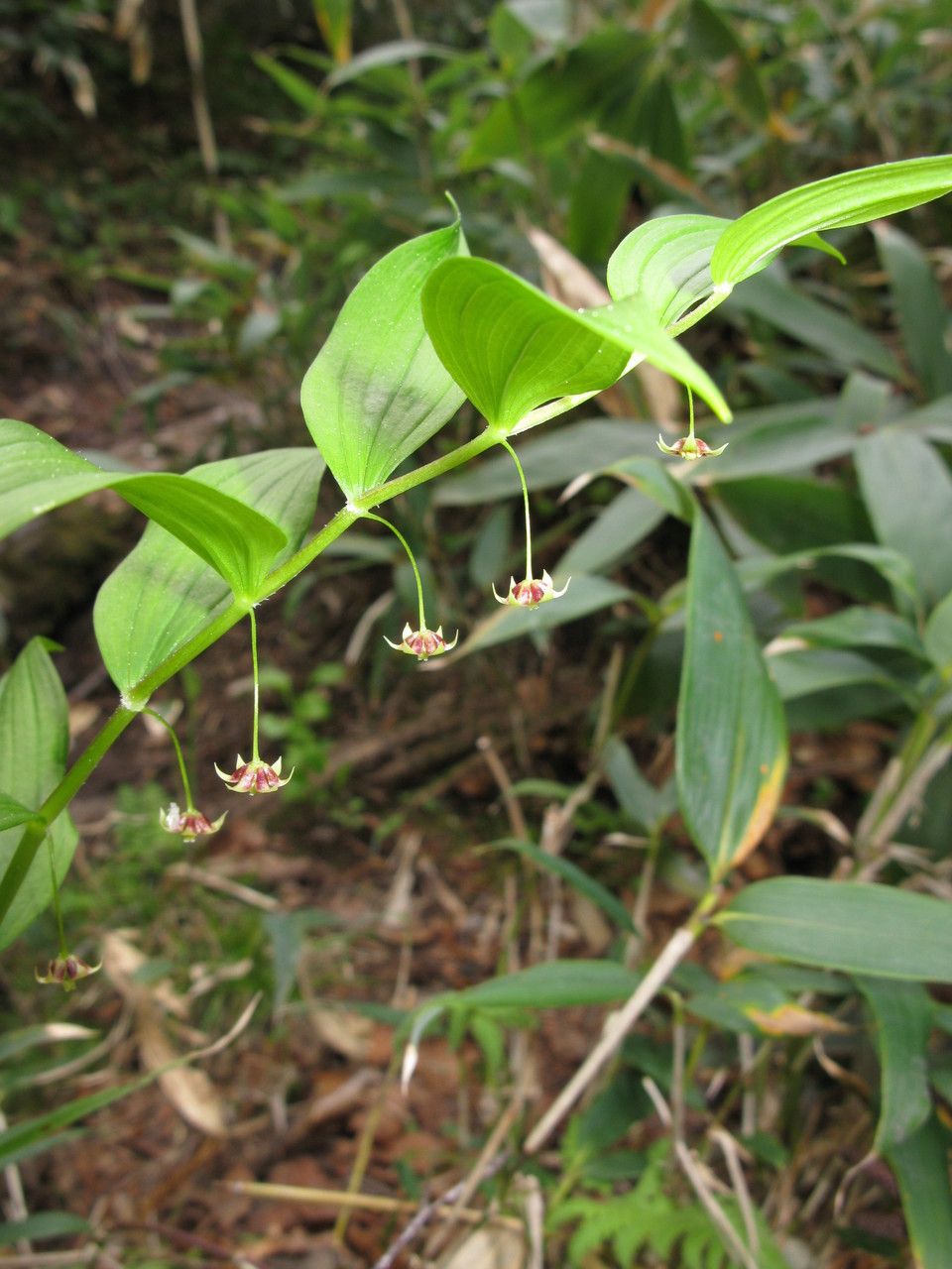 Streptopus streptopoides flower