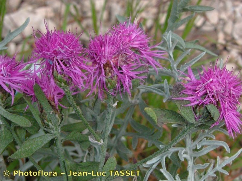 Centaurea pseudocineraria flower