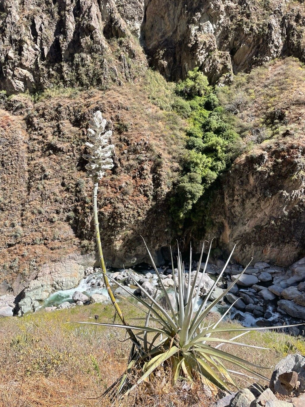 Puya colcaensis — search result for 'Puya'