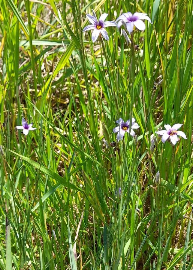 Sisyrinchium platense habit