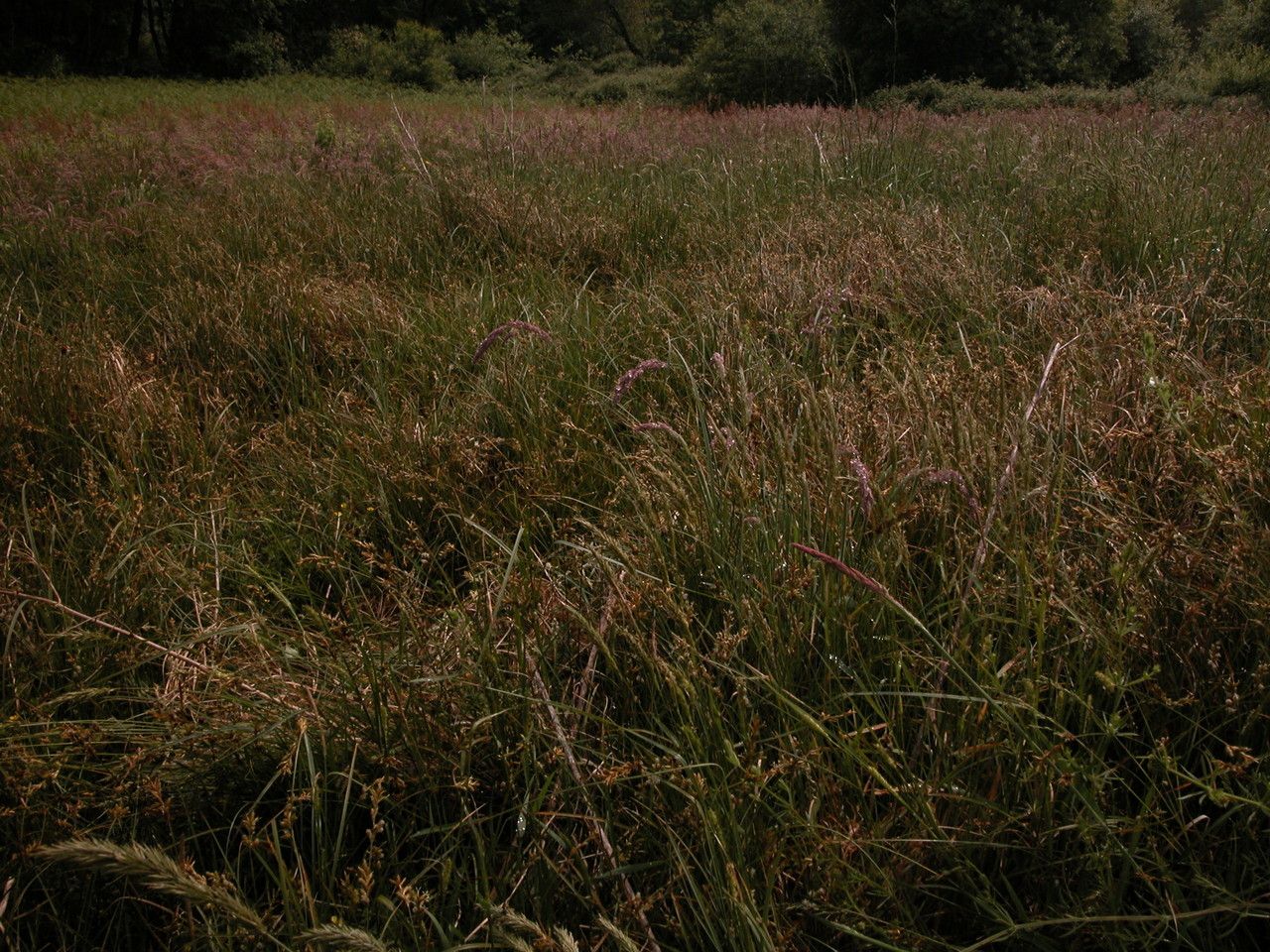 Carex pseudobrizoides habit