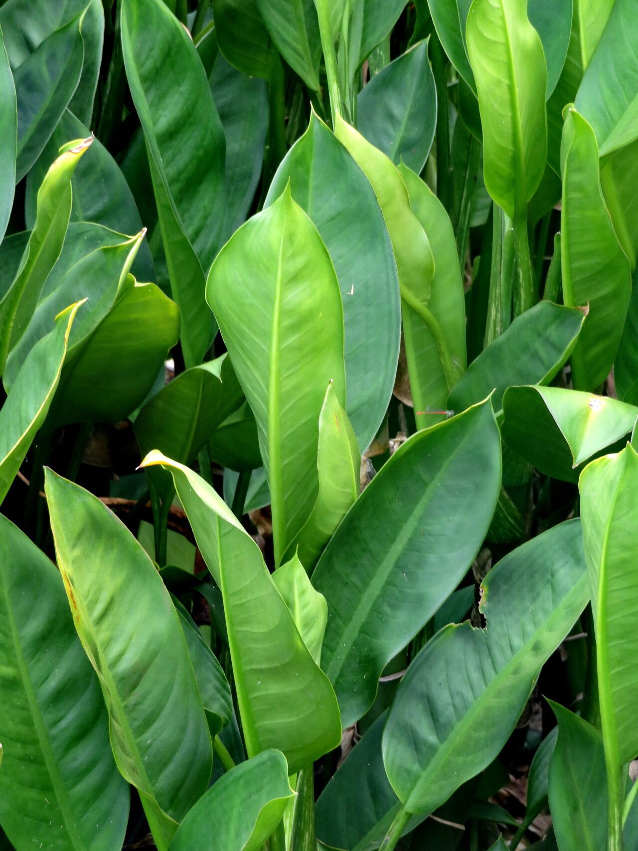 Dieffenbachia aglaonematifolia
