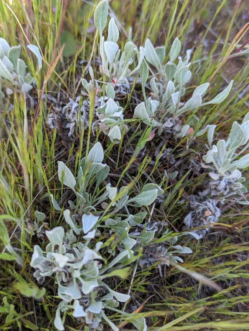 Eriogonum tenellum — search result for 'Eriogonum'