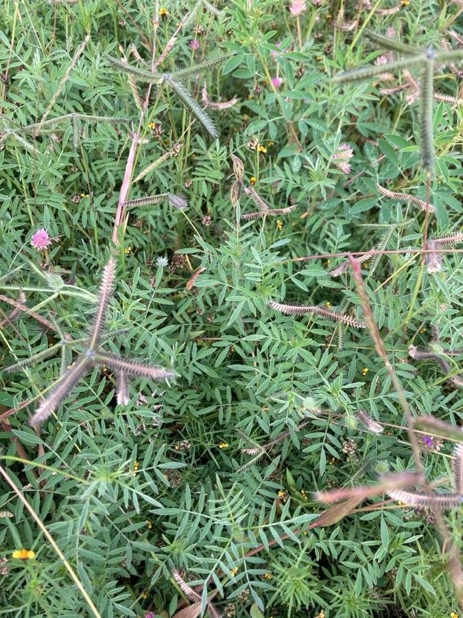 Dalea humilis — houseplant care guide