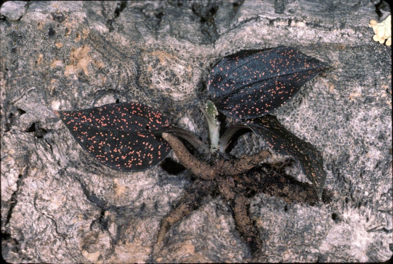 Cyclopogon olivaceus bark