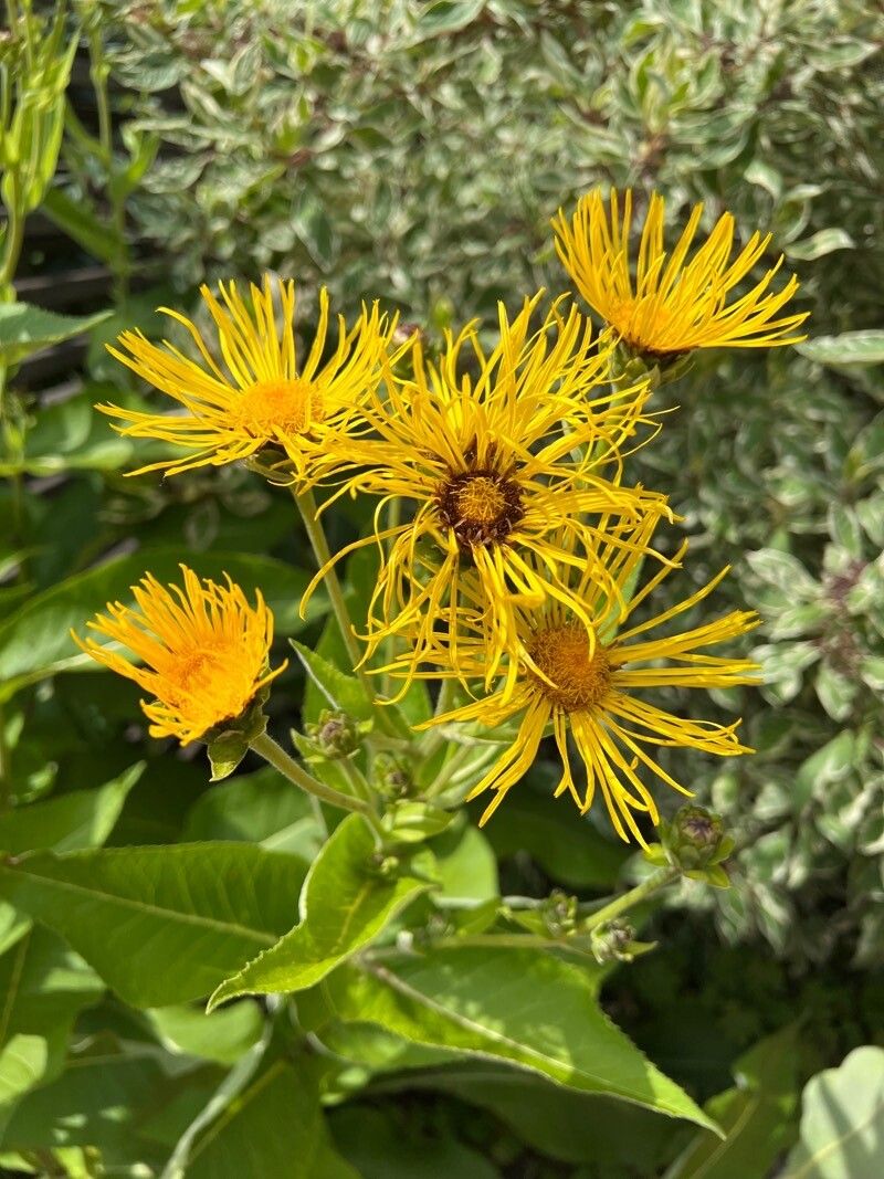 Inula magnifica flower