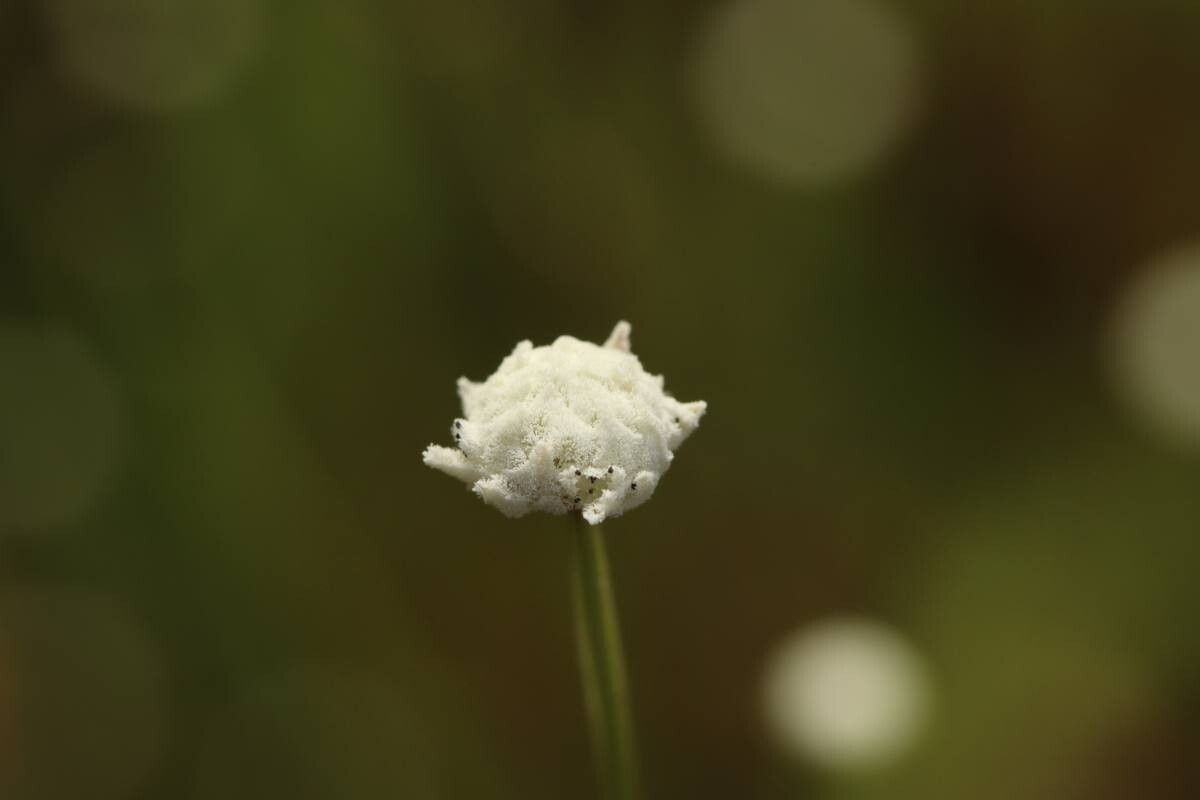 Eriocaulon nudicuspe — houseplant care guide