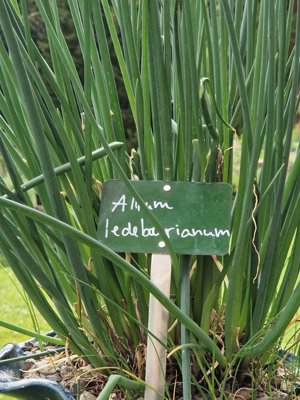 Allium ledebourianum other