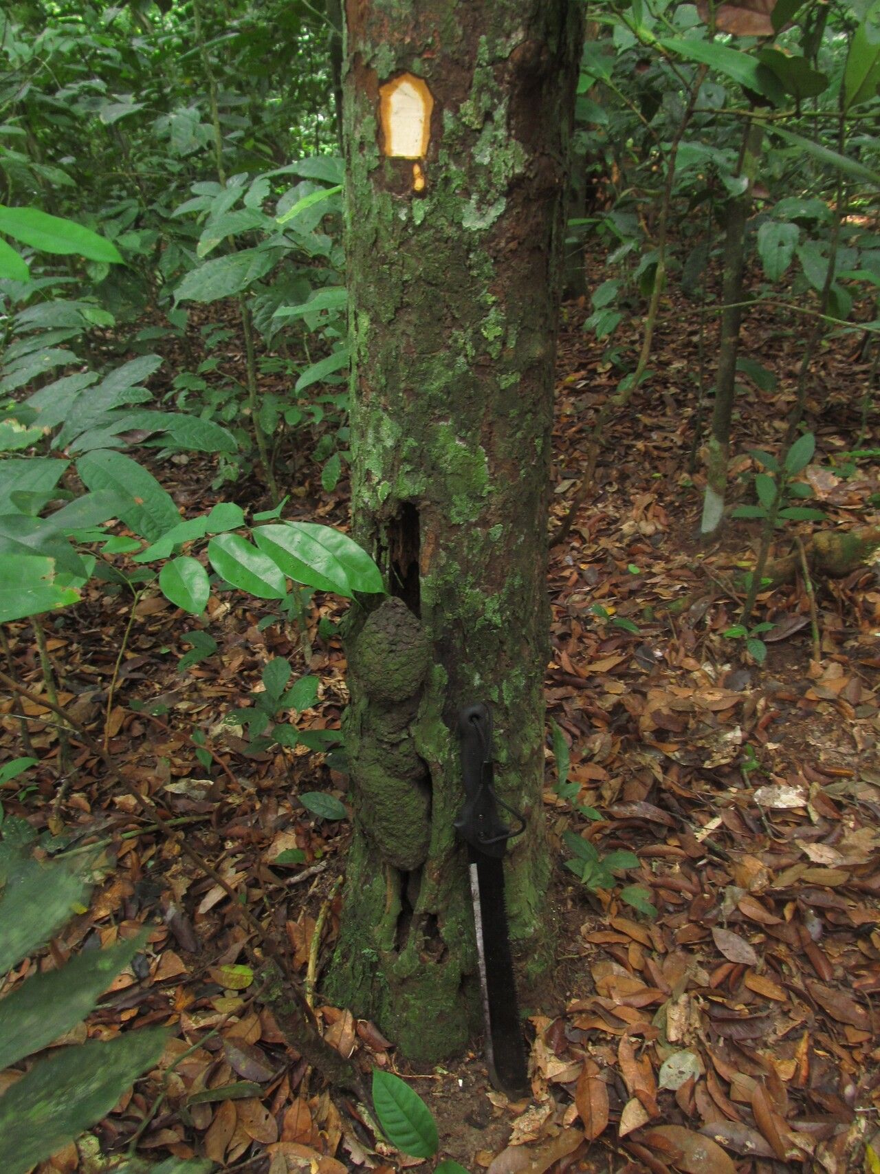 Diospyros rabiensis — houseplant care guide