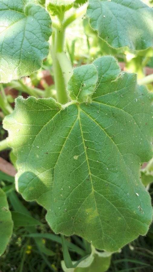Proboscidea louisianica — unique fruits houseplant