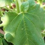 Proboscidea louisianica