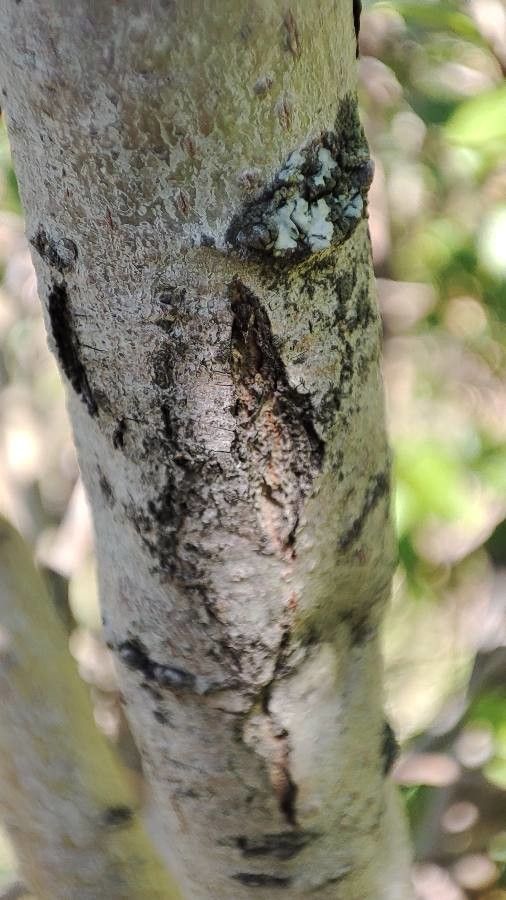 Salix bebbiana bark