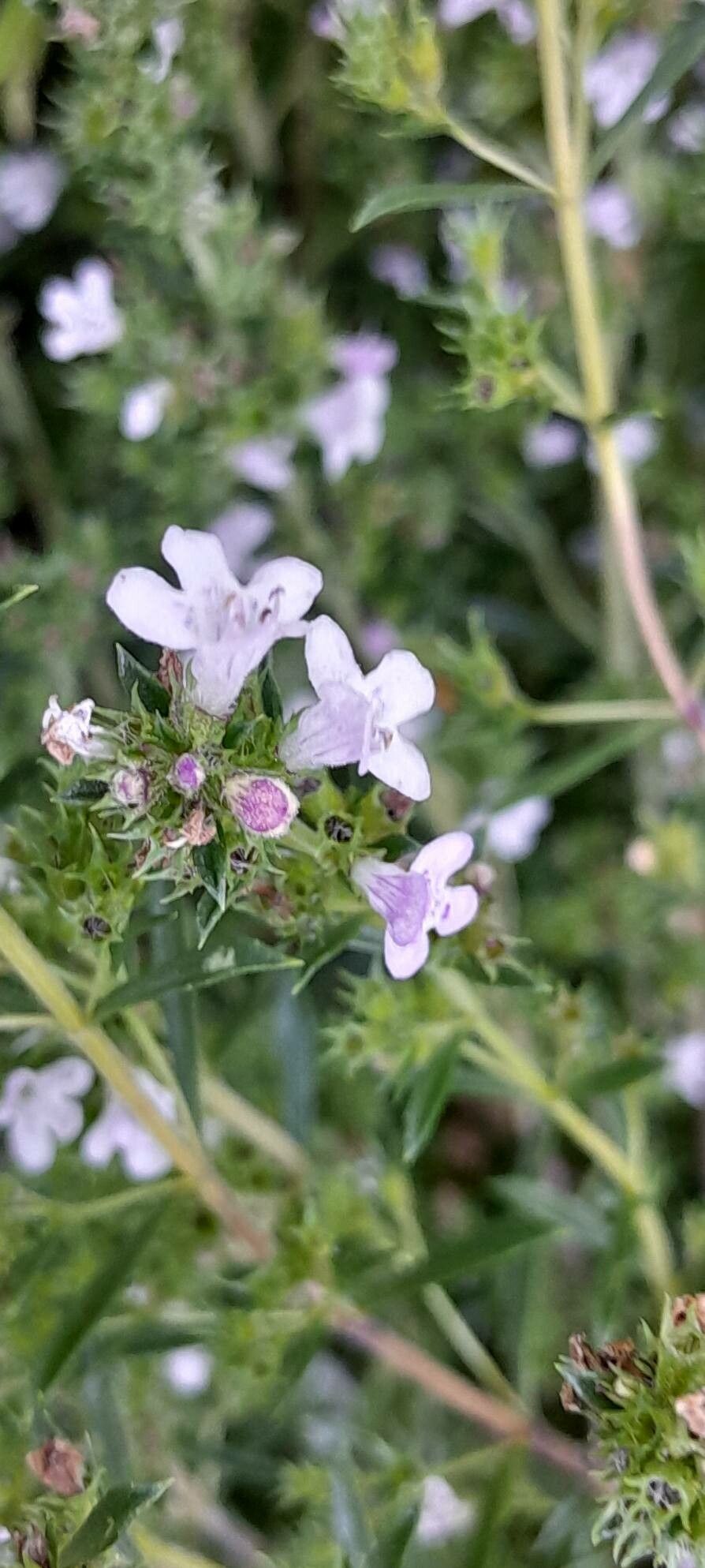Satureja subspicata flower