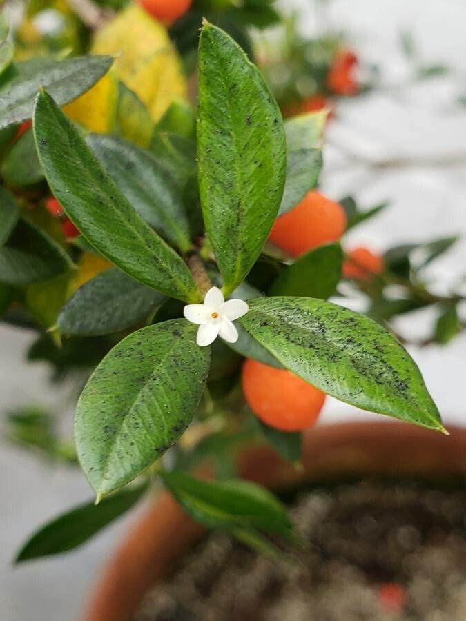 Alyxia ruscifolia flower