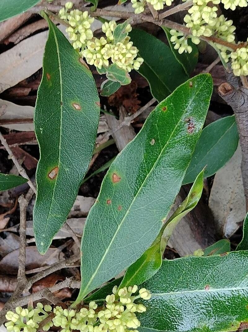 Notelaea longifolia — search result for 'Mimosa'
