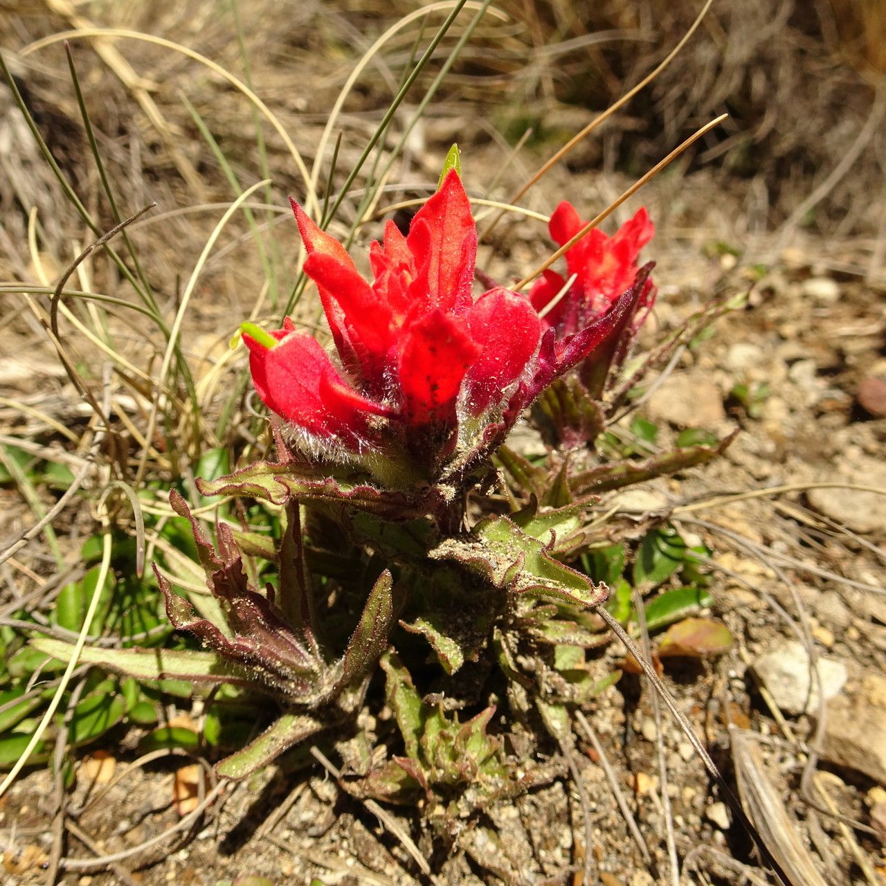 Castilleja toluccensis flower