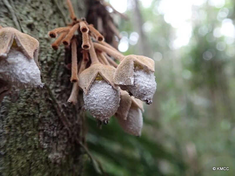 Diospyros velutipes — houseplant care guide