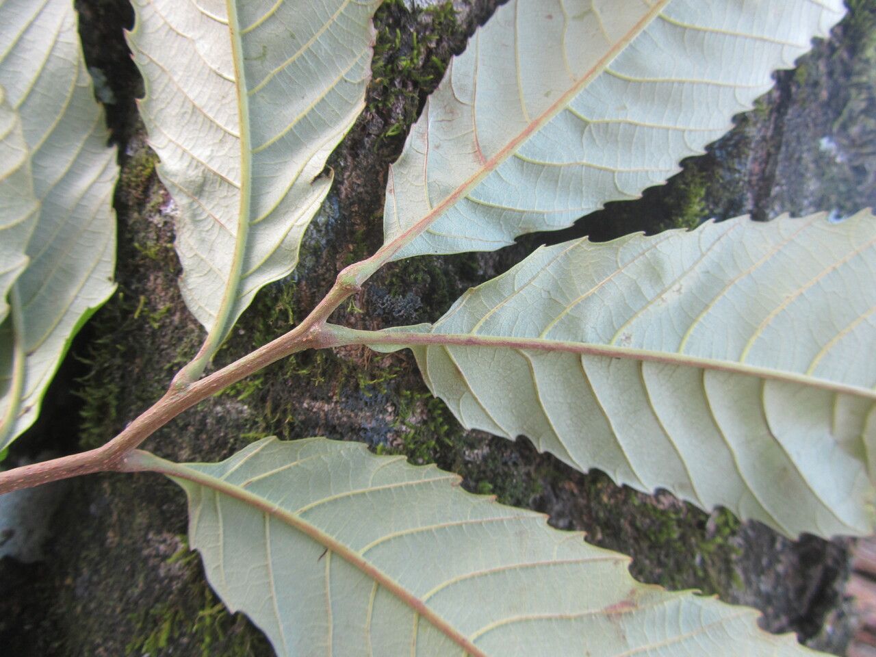 Cupania cinerea — related species from the same genus