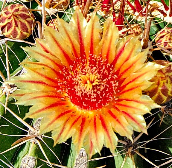 Ferocactus townsendianus flower