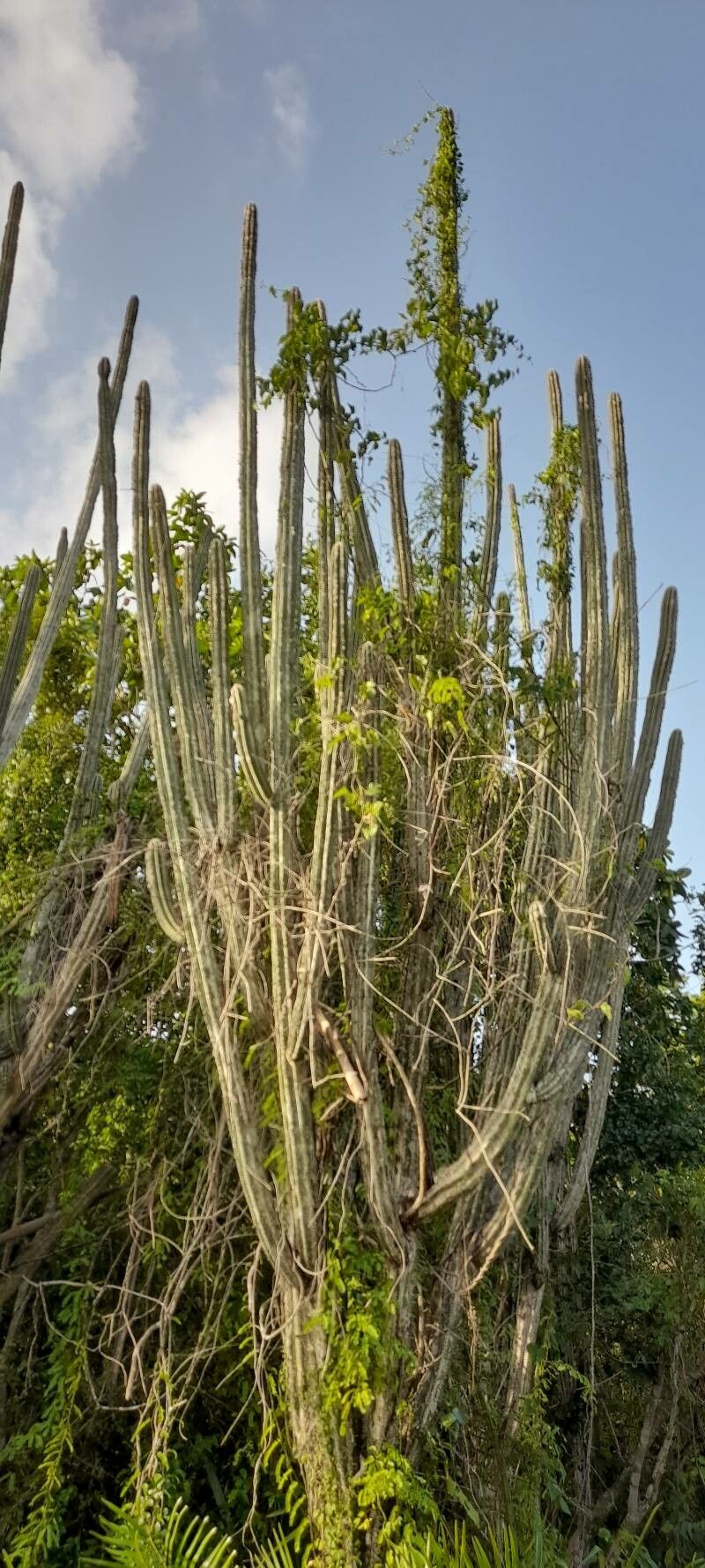 Pilosocereus polygonus habit