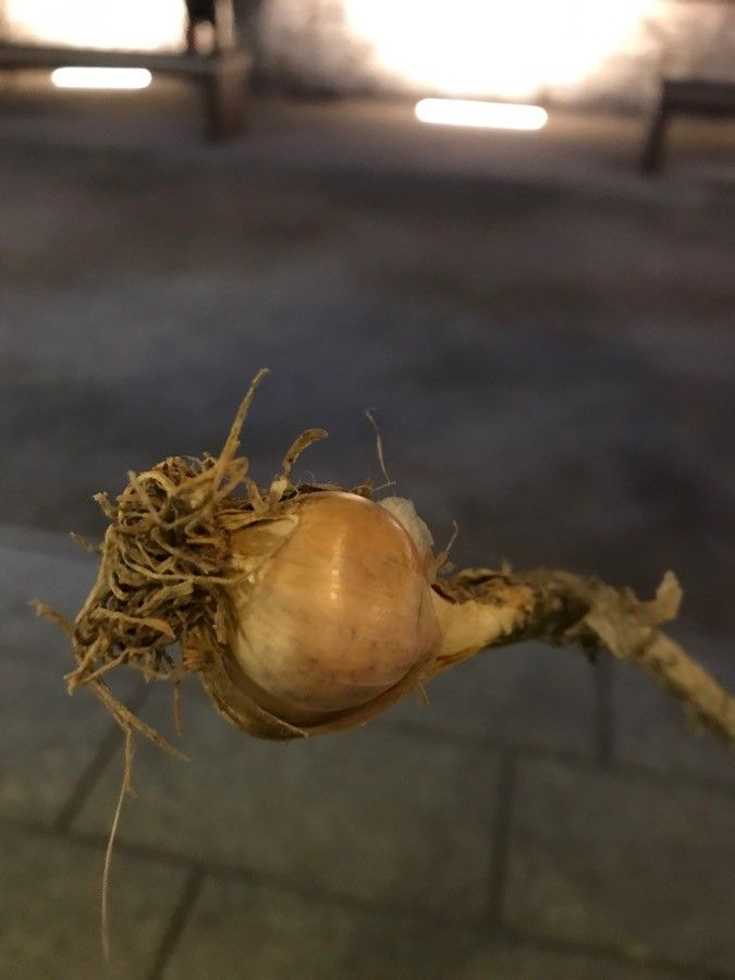 Allium commutatum fruit