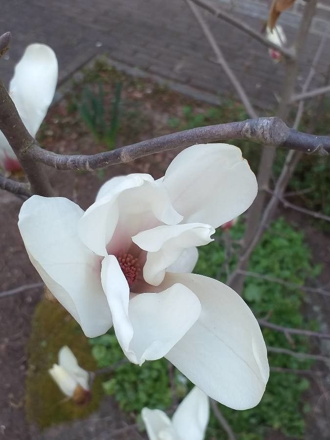 Magnolia cylindrica flower